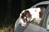 VOITURE - CAR 140